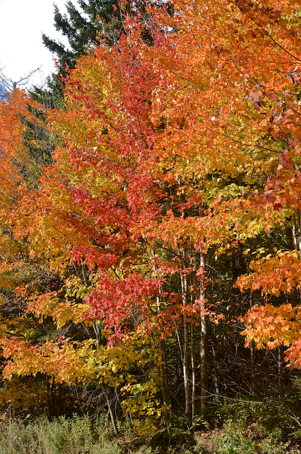 Many hues