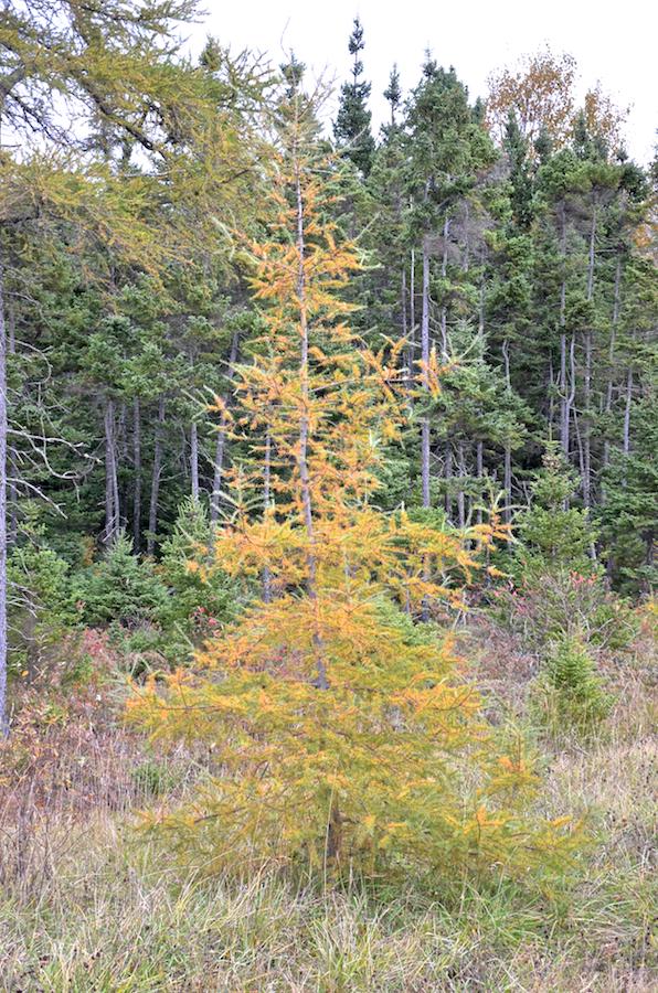 Changing tamarack along the Alpine Ridge Road
