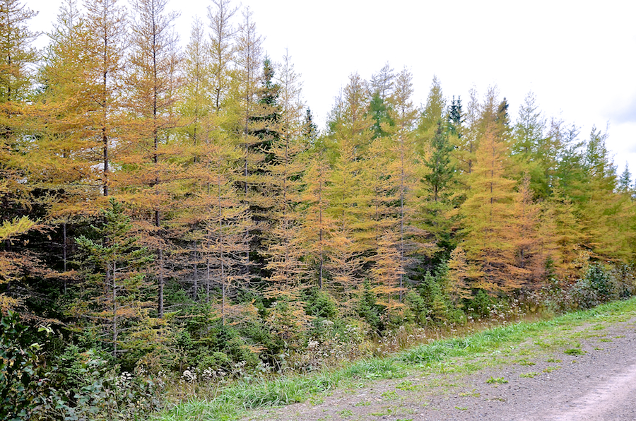 Changing tamaracks along the Alpine Ridge Road