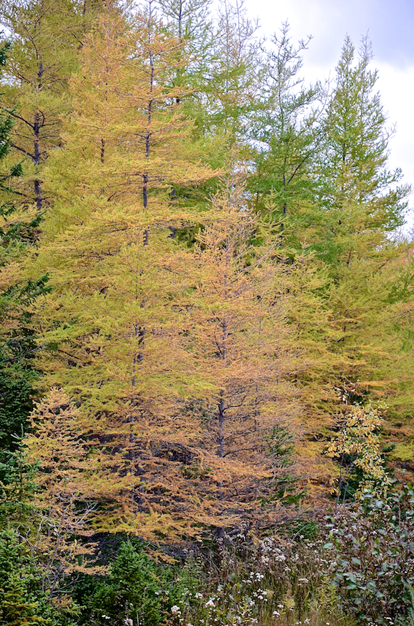 Changing tamaracks along the Alpine Ridge Road
