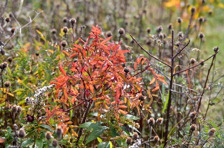 A more intact shrub