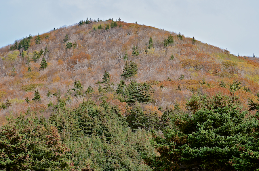 A hill above Archies Brook