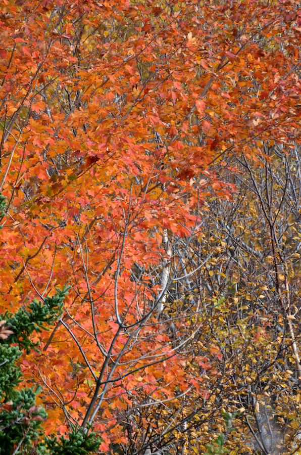 Red/gold tree