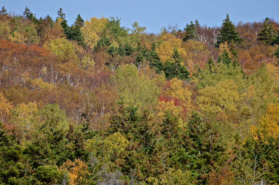 A variety of colours on Baldy