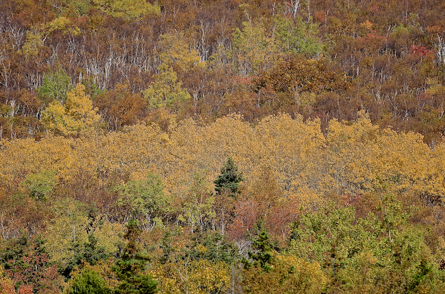 Contrasting colours on Baldy
