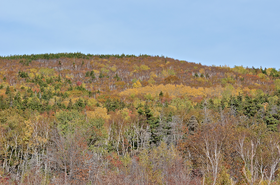 The foliage on Baldy above the Red River Bridge