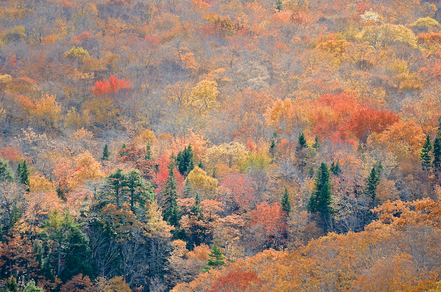 Autumn colours on the lower slopes of South Mountain