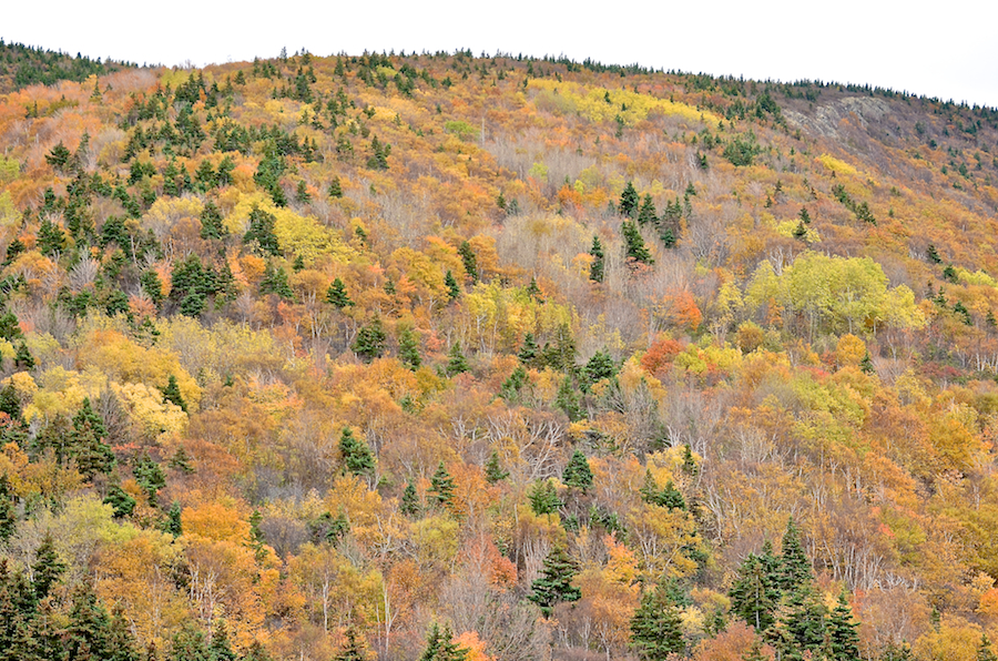 Mountainside above Meat Cove