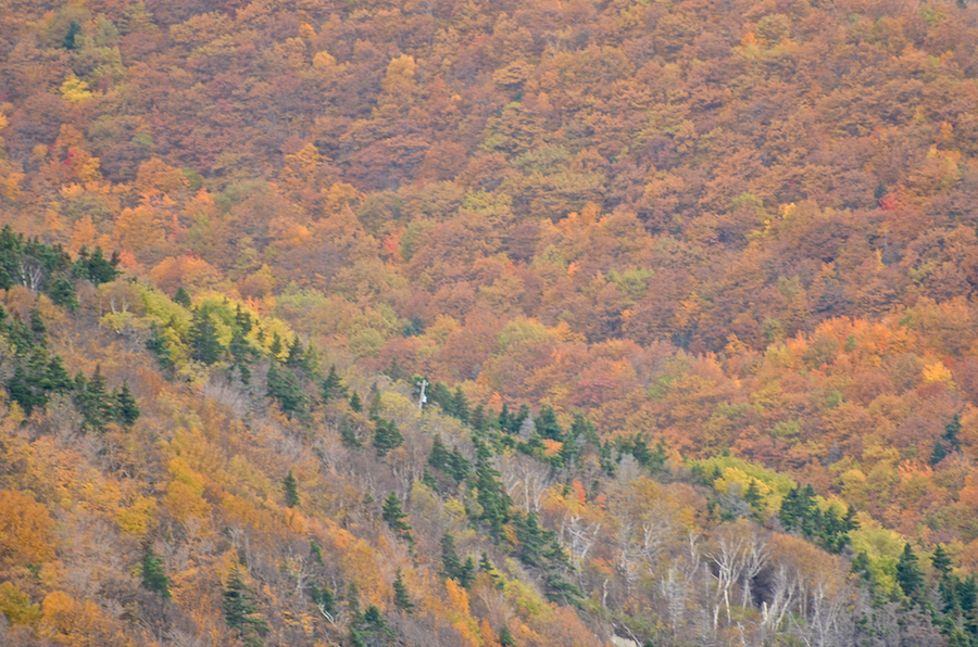 Colours above Meat Cove Brook