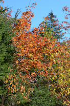 Red/gold tree along the St Ninian Road