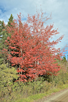 Another red tree along the Glencoe Road
