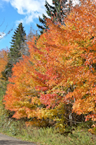 A lovely stand of trees
