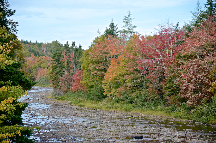 Close-up of the changed trees along the eastern shore of the Southwest Mabou River at Long Johns Bridge