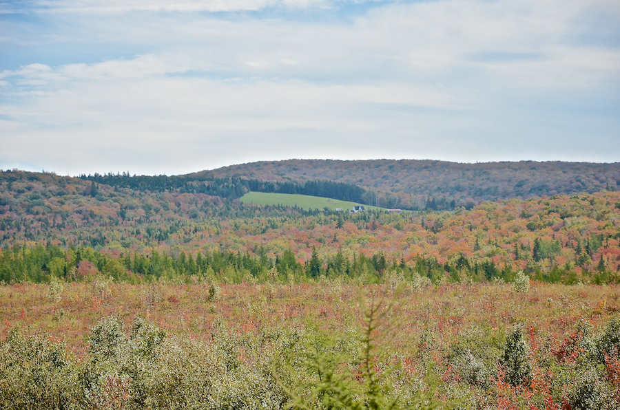 The field at the farm on the MacKinnon Road