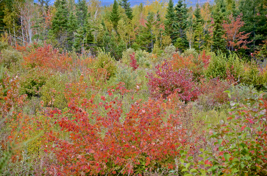 Small trees beside the Whycocomagh Port Hood Road