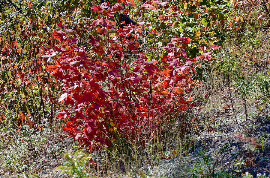 Small red maple at the side of the Cabot Trail