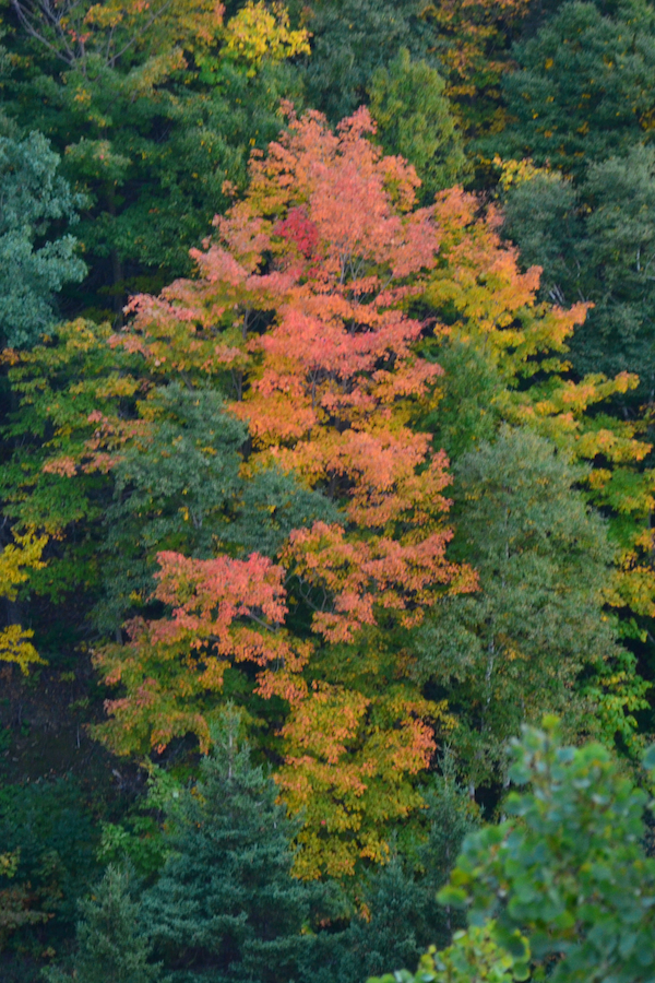 A partially changed orange tree near Edwards Brook