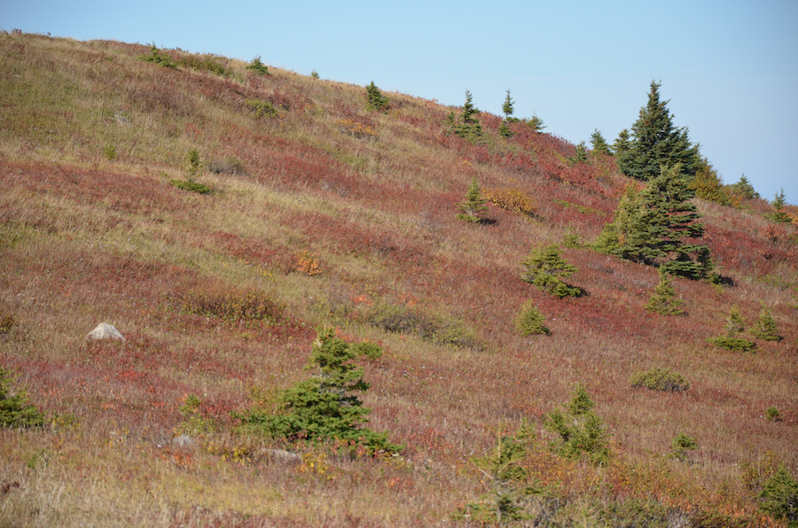 The north edge of the north summit of Meat Cove Mountain from below