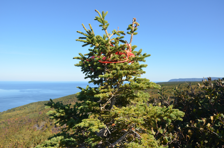 The end of the Meat Cove Mountain Trail above the rock face on Meat Cove Mountain