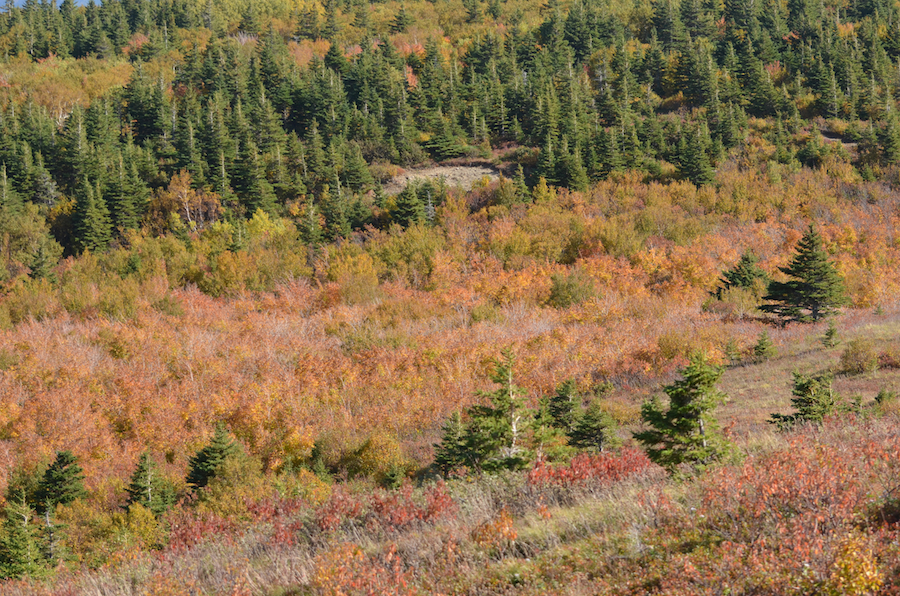 The unnamed brook valley leading up to the col
