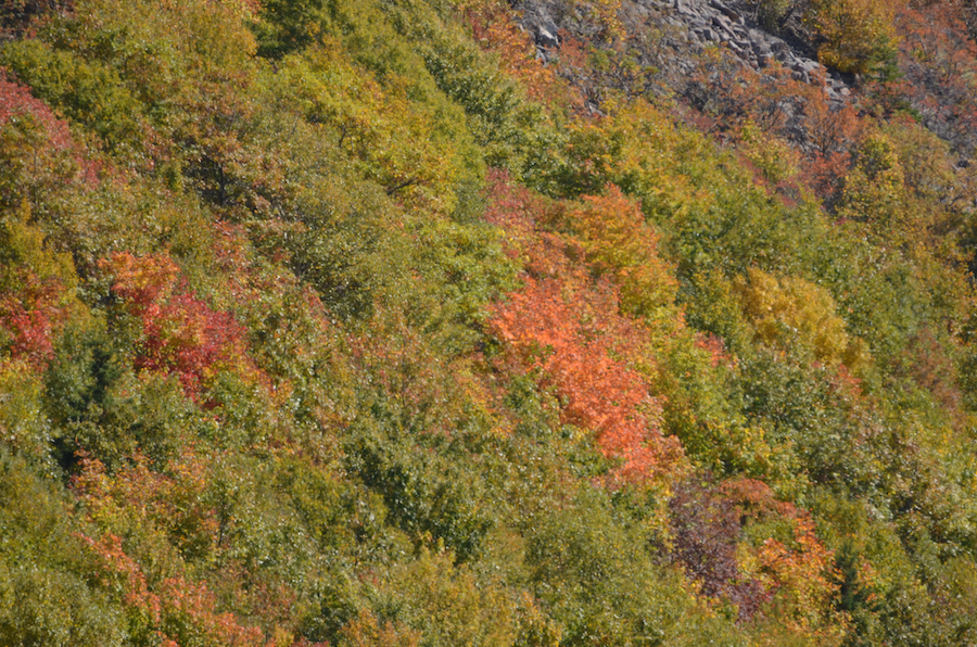 On the slopes of the Cape Breton Highlands
