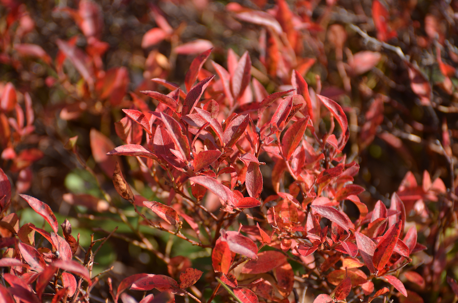 Close-up of blueberry bush leaves along the trail at the col