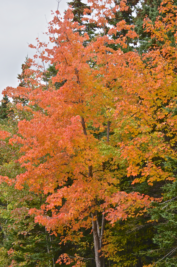 Red-orange tree along the South Ridge Road