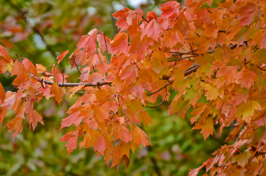 Detail of red-orange tree along the South Ridge Road