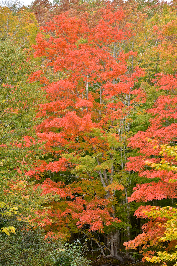 Red-orange tree on the Middle Aspy River