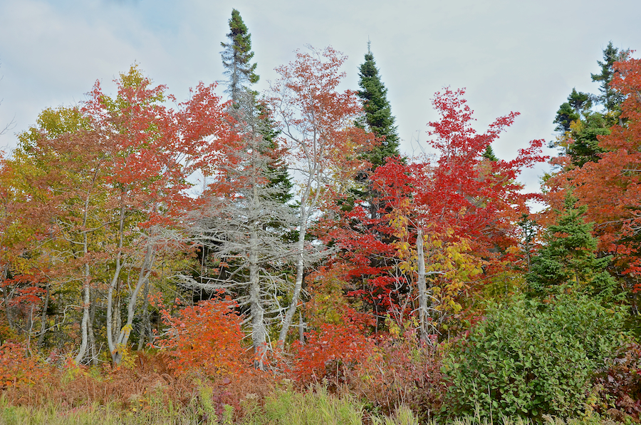 Trees on the east side of Blaze Road