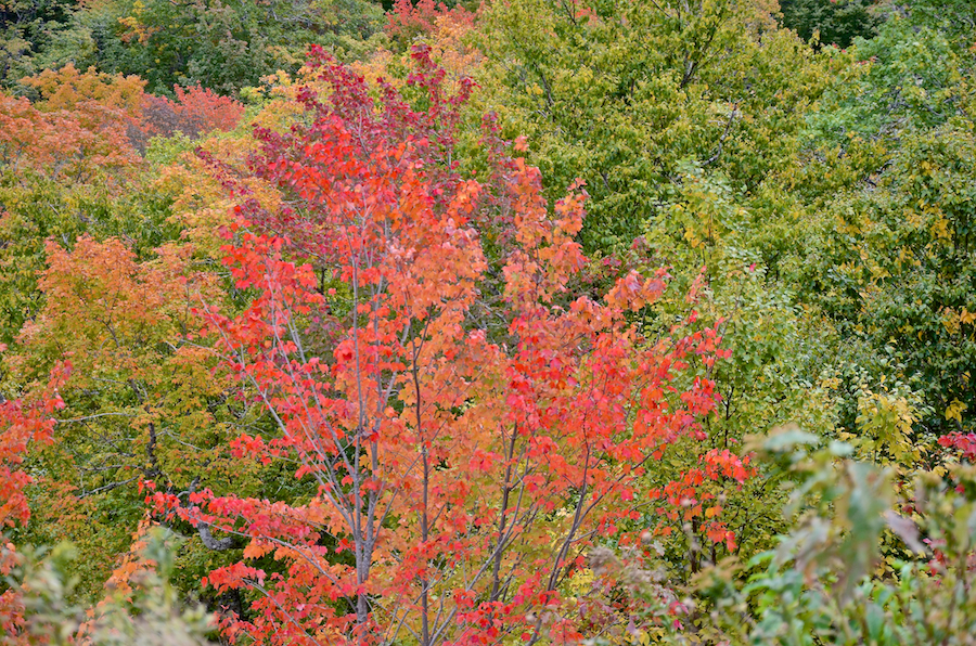 Red tree just below the third look-off ascending North Mountain