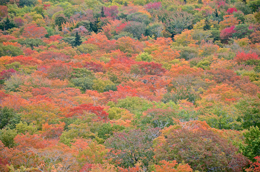 A patch of colour in the North Aspy River Valley from the third look-off ascending North Mountain