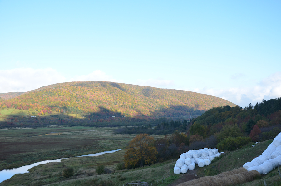 The northern portion of the highlands on the west side of the Margaree River