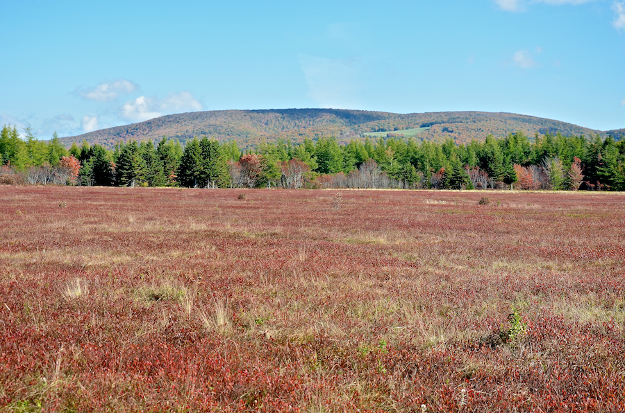 Frasers Mountain from the Margaree Airport