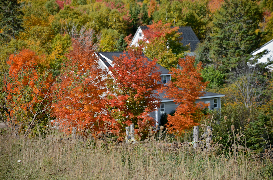 Dark red and red-orange trees at Marsh Brook