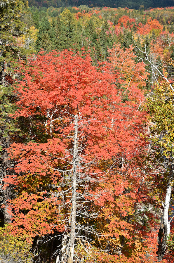 Red tree below the Portree Look-Off