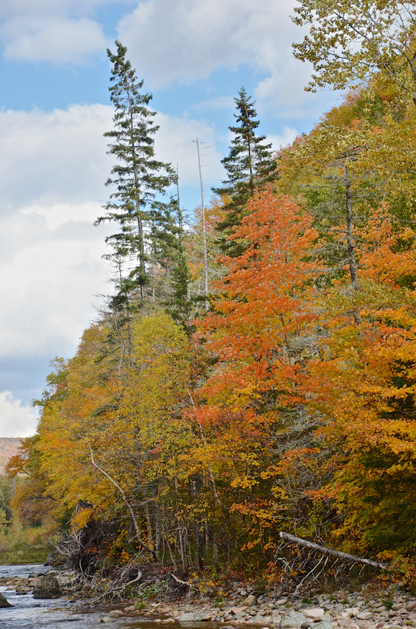 Red-orange tree on the side of Sugarloaf Mountain