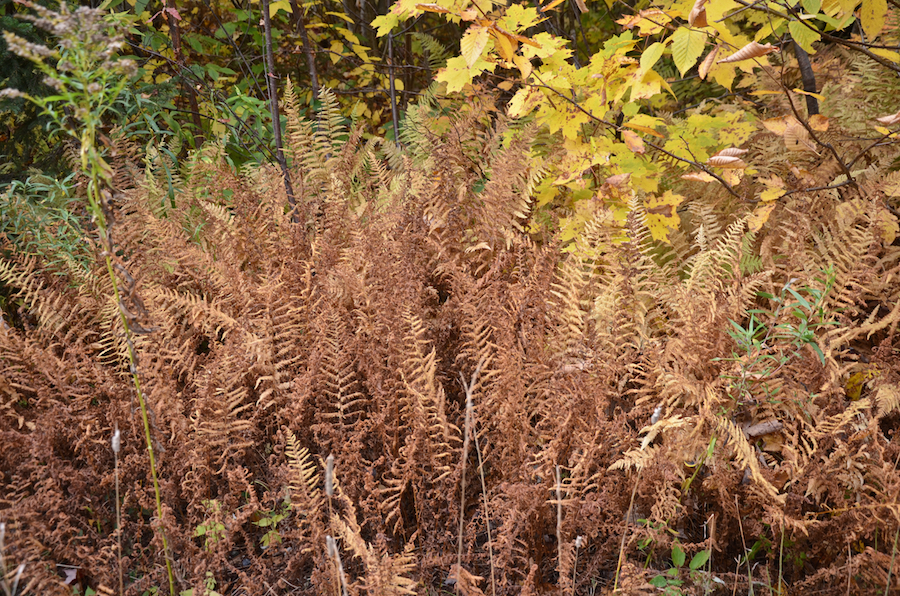 Ferns at the side of the West Big Intervale Road
