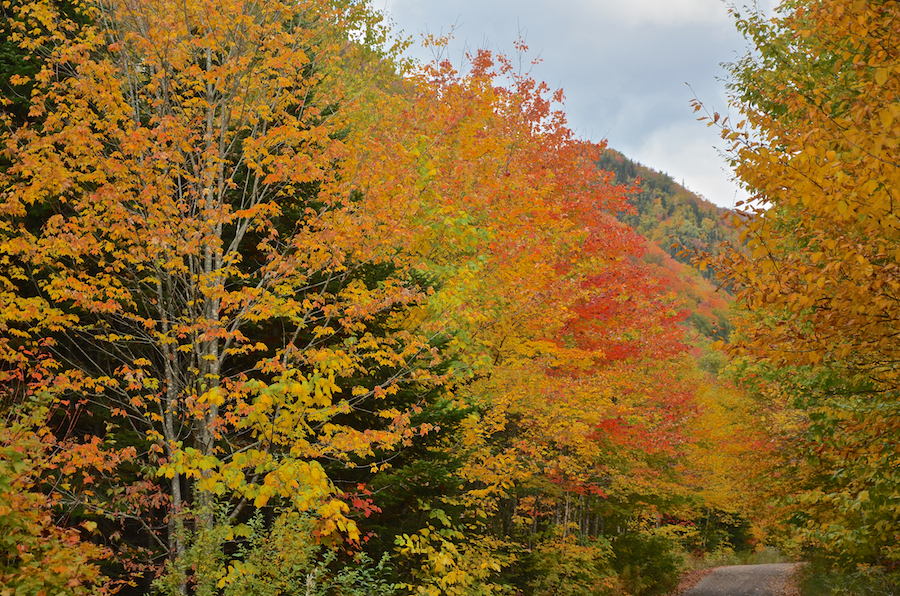 Looking north along the West Big Intervale Road