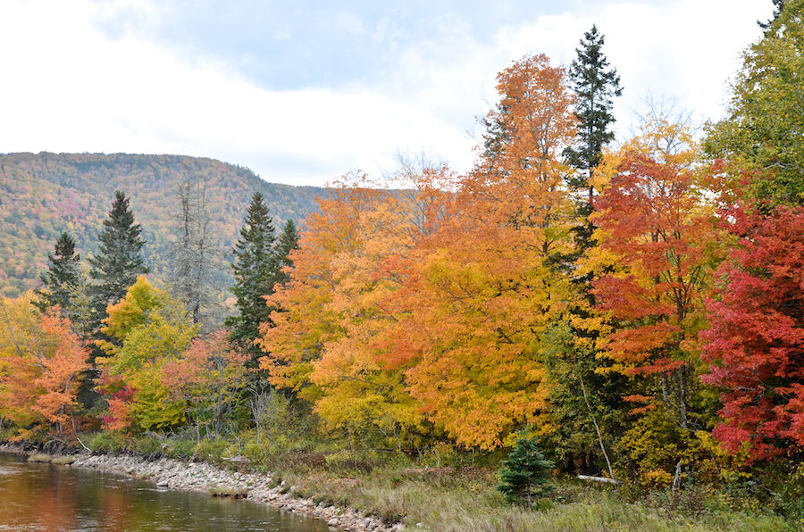 Trees along the west bank of the Northeast Margaree River