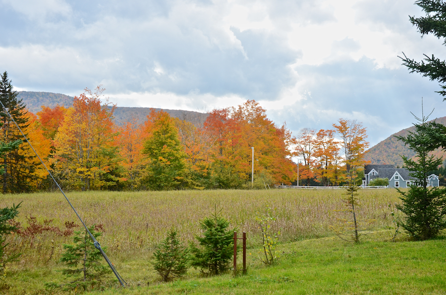 Field at Big Intervale