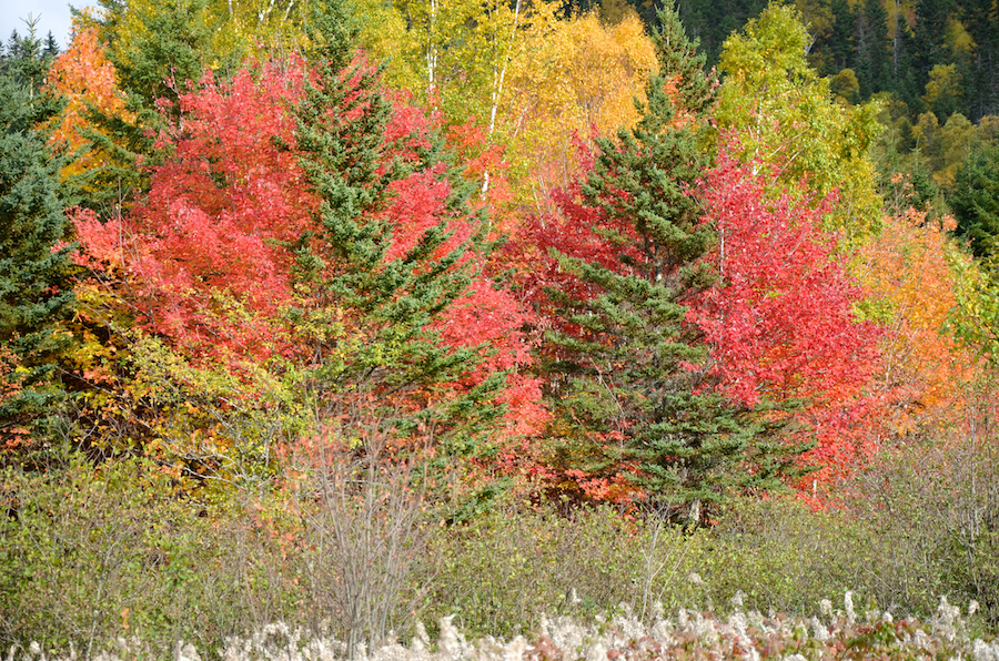 Red trees near the East Big Intervale Road south of Kingross