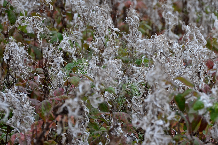 Close-up of the fireweed