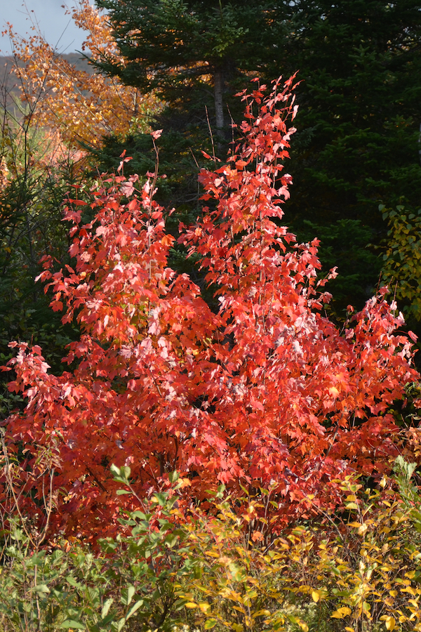 Red maples along the “Red Stretch”