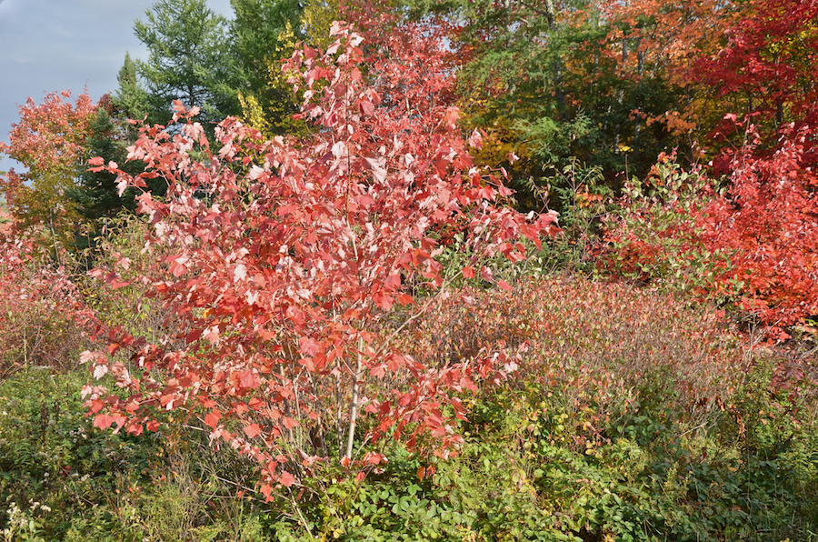 Colourful maples along the “Red Stretch”