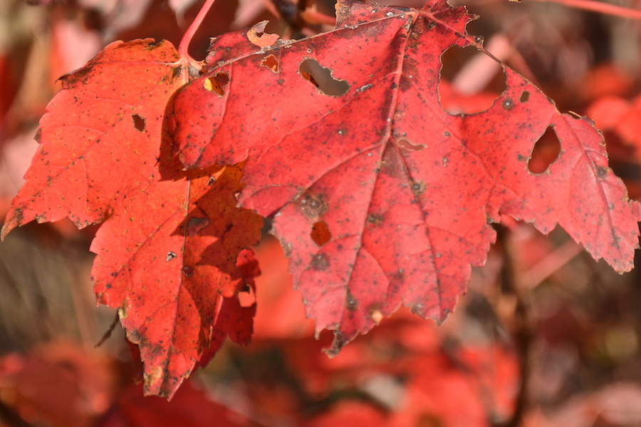 Close-up of red maple leaves