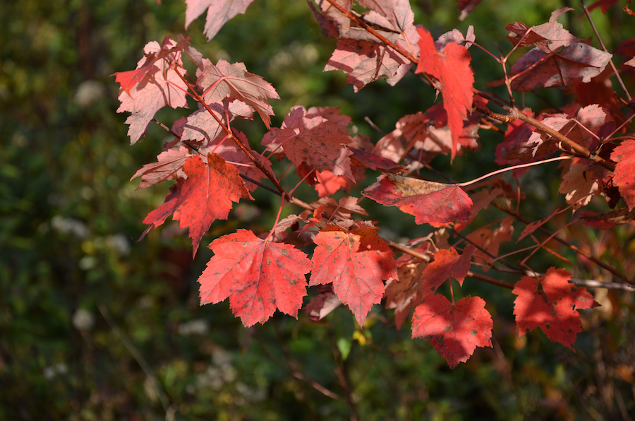 Close-up of red maple leaves