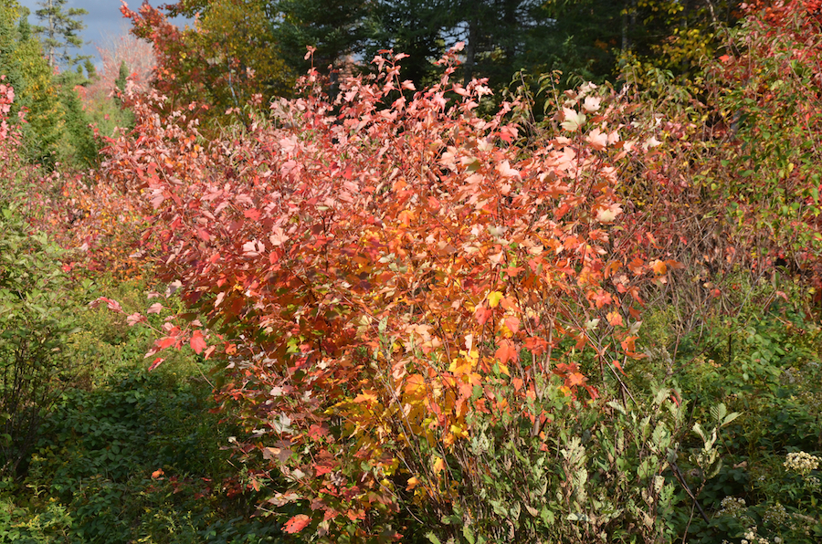 Colourful maples along the “Red Stretch”