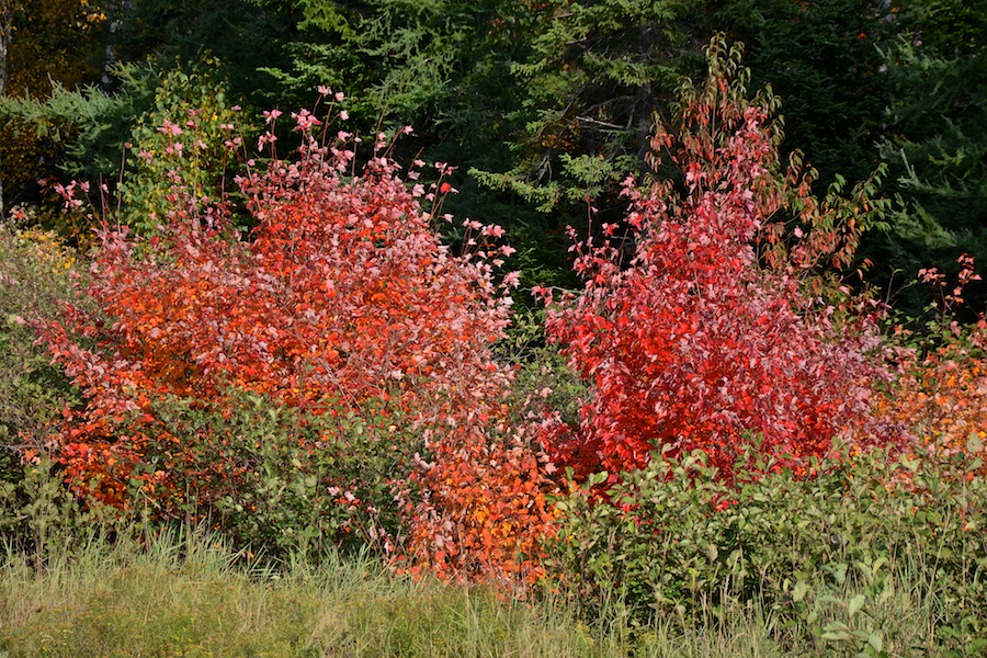 Red maples along the “Red Stretch”