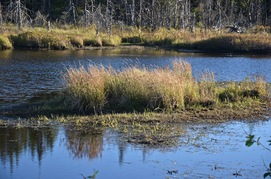 A small lagoon at the side of the Port Malcolm Road in Port Richmond